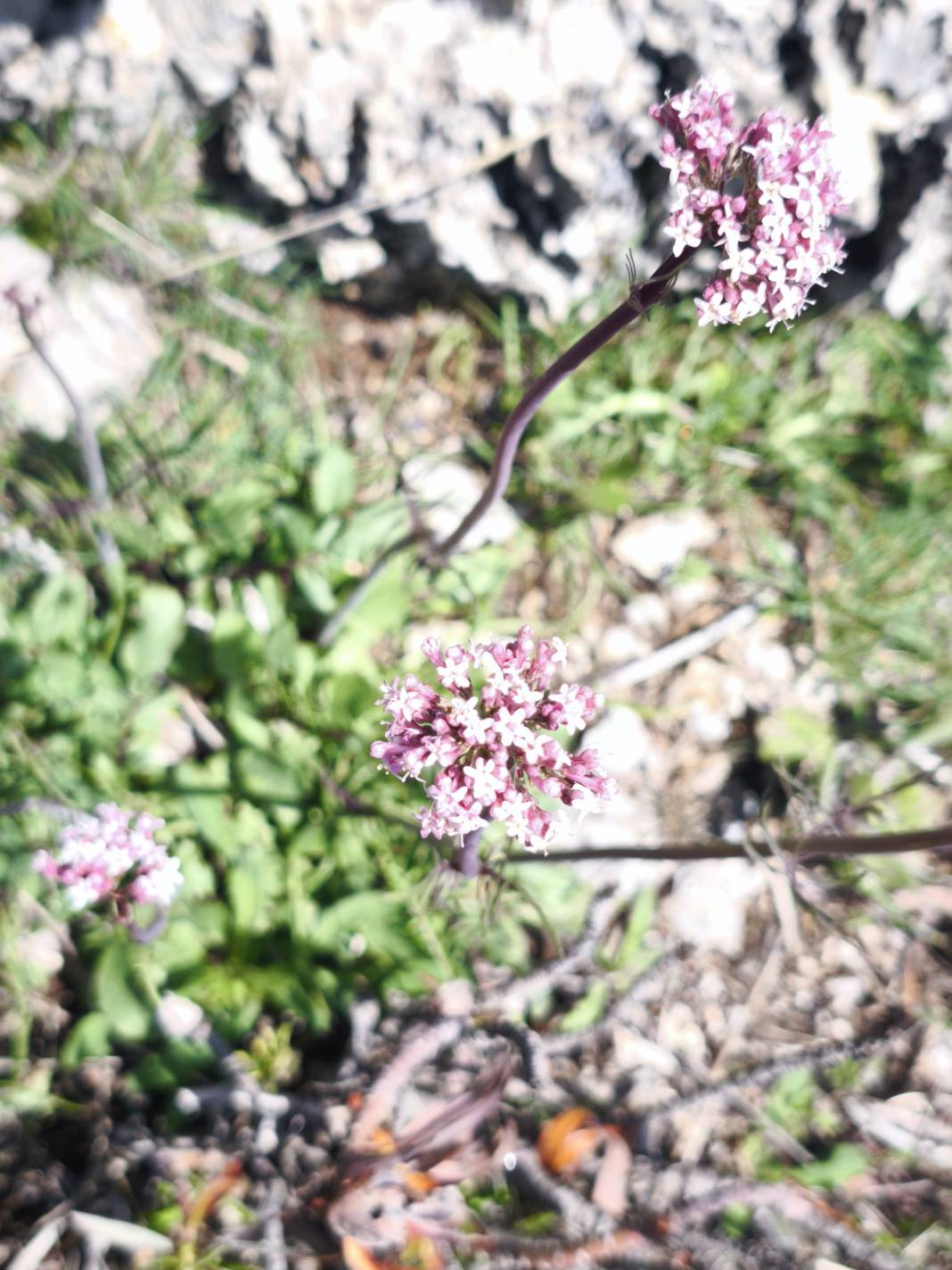Konya’nın ünlü yaylasında baharın renkli yüzü çıktı 30